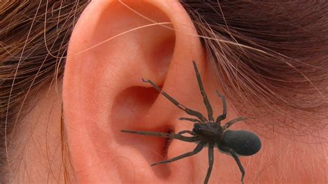 Top 10 Scariest Things Found In Human Ears Pastimers Youtube