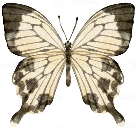 Black And White Butterfly Watercolor Style For Decorative Element