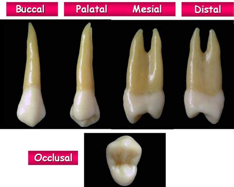 Face Oclusal Do Primeiro Pré Molar Superior