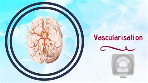 neuroanatomie vascularisation du cerveau youtube
