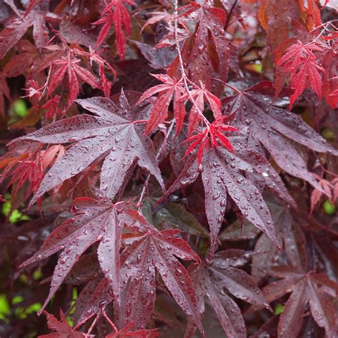 Acer Palmatum Bloodgood Japanese Maple Deciduous Garden Plant Tree