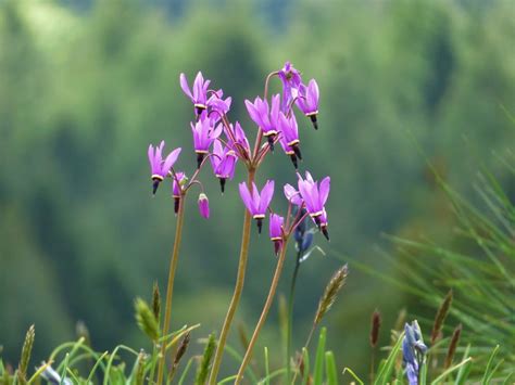Native Flowers In Montana Best Flower Site