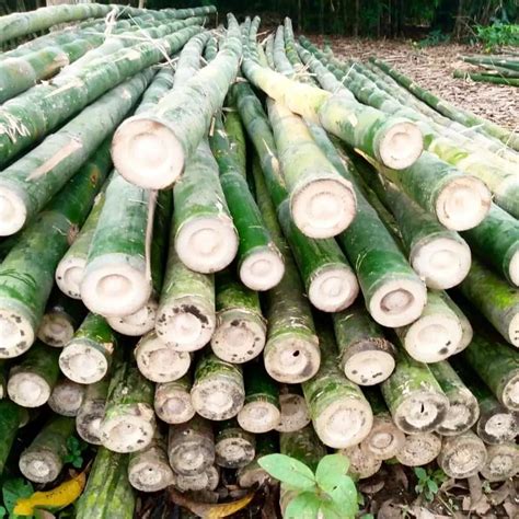 Bambu Ampel Steger Crucuk Tanah Konstruksi Dan Taman 891035769