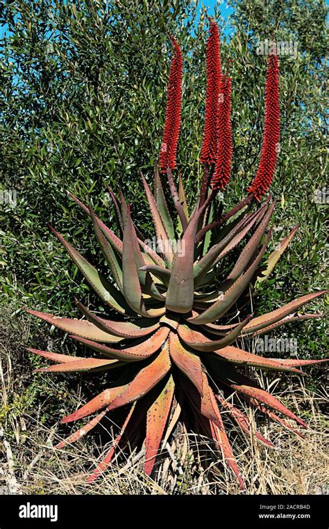 Cape Aloe Aloe Ferox In Flower Photographed In Grahamstown Eastern