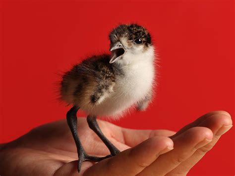 Extended Plover Swooping Season In Mackays Northern Beaches Explained