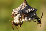 What Is In A Wasp Nest Images