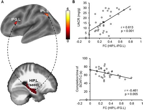 Functional Connectivity Of The Hippocampus A Significant Differences Download Scientific