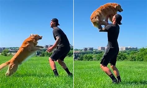 Catch Riley The 85lb Golden Retriever Leaps Into His Owners Arms For