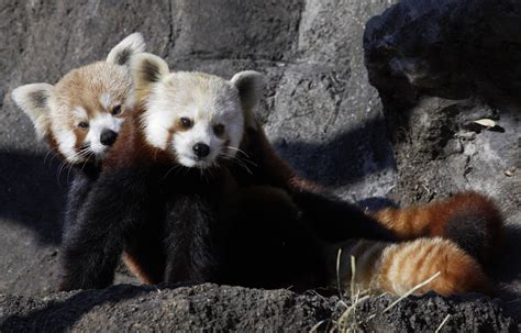Photo Friday Red Pandas February 3 2012 Photo Credit Flickr