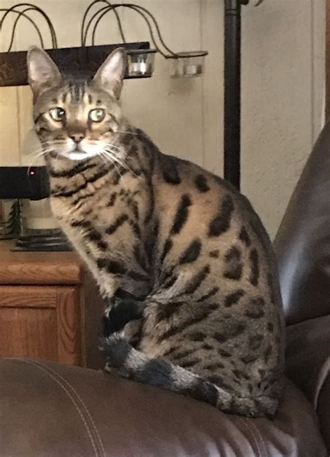 Bred from a domestic cat and a wild asian leopard cat, the result is an intelligent breed with a striking spotted coat and a loyal, loving personality. How to Identify a Bengal Cat: 9 Steps (with Pictures ...