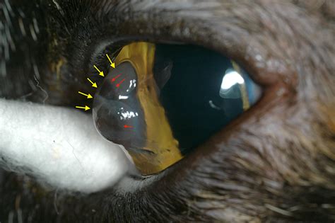 Anterior Lens Luxation Cat