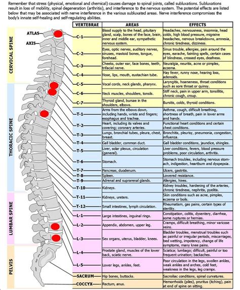 Spinediagram Spinal Nerves And Effects Chart Nursing Anatomia Y