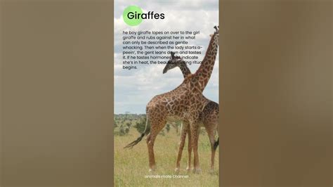 How Giraffes Mating Breeding Copulation Animals Sex Youtube