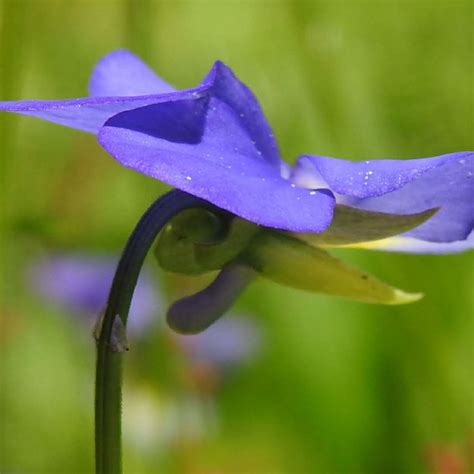 Fiore blu violetto / messa a fuoco morbida e selettiva del campo di bellezza. Fiore Blu Violetto - Il Blu La Fotografia E Il Colore : Le ...
