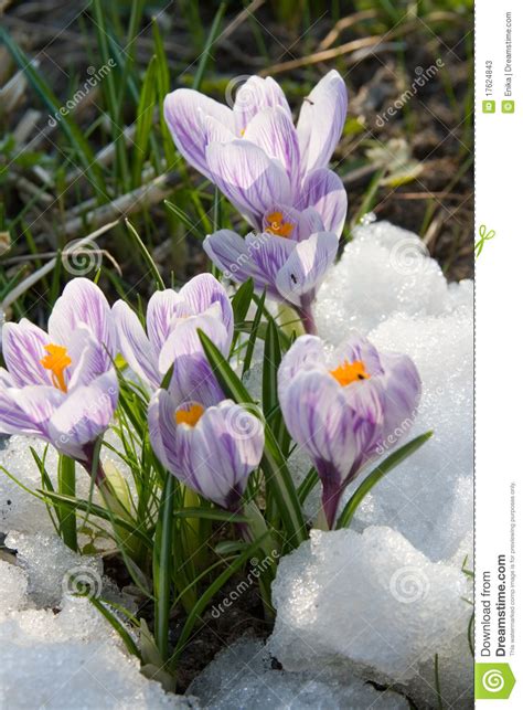 Flowers Purple Crocus In The Snow Stock Photos Image