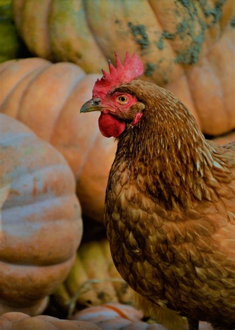 Pin By Kitty Wells On Autumnfall Chickens Animals Birdy