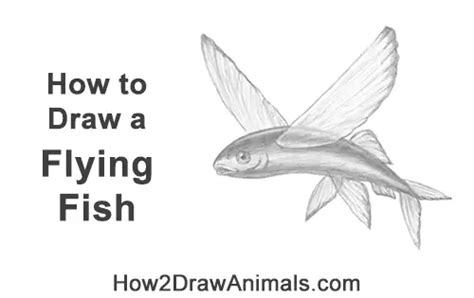 How To Draw A Flying Fish Video And Step By Step Pictures