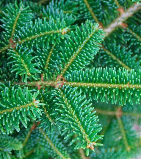 Fraser Fir Tree Dartmoor Christmas Trees