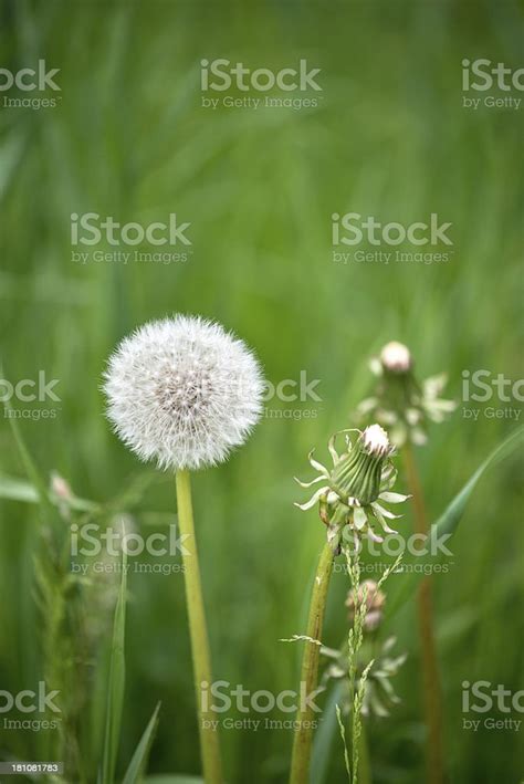 Dandelions Stock Photo Download Image Now Backgrounds Color Image
