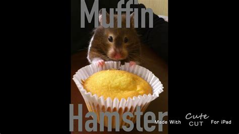 That Hamster Is Looking Awfully Like A Muffin Youtube