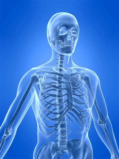 Human Torso Skeletal Anatomy
