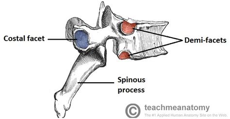 The Thoracic Spine Features Joints Ligaments Teachmeanatomy