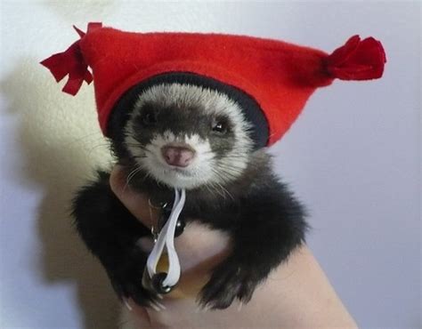 Adorable Animals In Hats