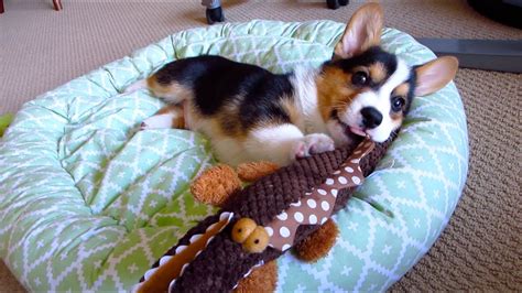 When considering what the best corgi dog food is, it helps to have some understanding about the background to this breed. CORGI PUPPY LOVES TOYS SHAPED Like His BODY - favorite dog ...
