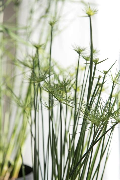 Cyperus haspan is a dwarf papyrus sedge in the cyperaceae. New in: Zimmerpflanzen für mehr Sommerfeeling - Soul ...