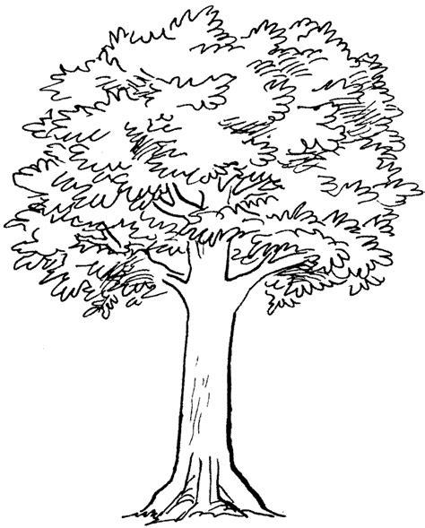 Simple Tree Line Drawing At Getdrawings Free Download