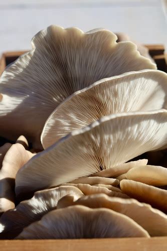 Bulk Oyster Mushrooms 10lbs Fungirls Fungi