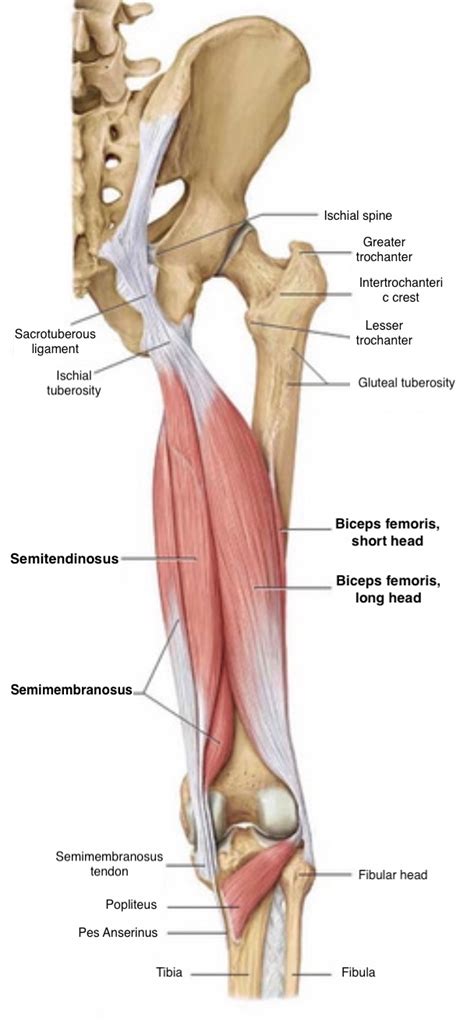 Hamstring Injuries Knee Sports Orthobullets