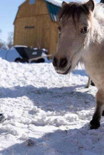 Meet The Rescues Cowboy Heaven Miniature Horse Rescue And Haven