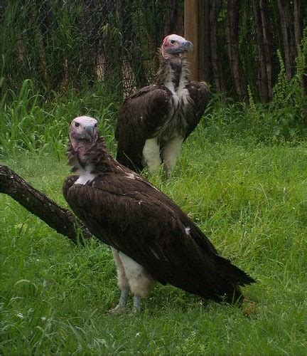 Torgos Tracheliotus Lappet Faced Vulture Torgos Trachelio Flickr
