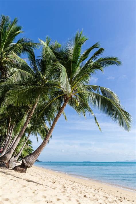Tropical Paradise Sand Sunny Beach With Coconut Palm Trees With Clear