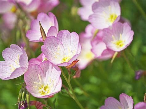 What Is Pink Evening Primrose How To Grow Pink Evening Primrose Plants
