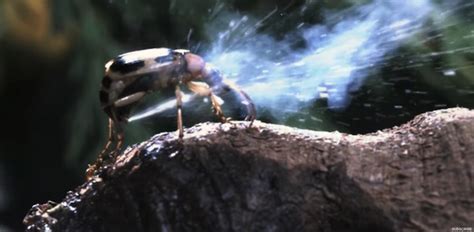 Video About The Amazing Beetles That Shoot Blinding Acid From Their