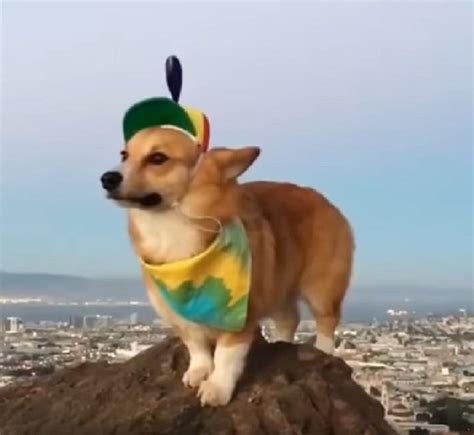 Heres A Corgi Wearing A Propeller Hat Because Dogs Wearing Hats Are