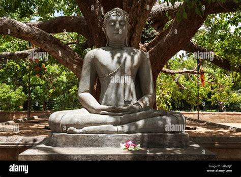 Buddha Statue Seated Buddha Under Bodhi Tree Ficus Religiosa Sacred