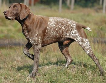 We'll look at those in the health and care sections below. Top 10 Large dog breeds - Page 5