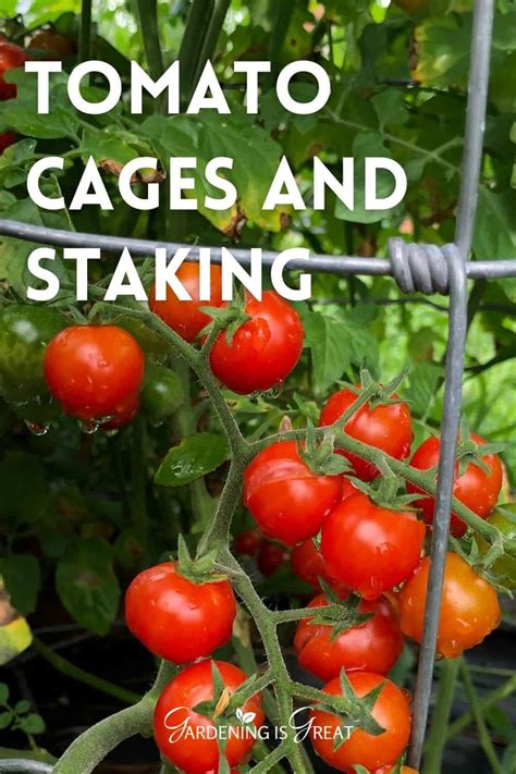 Supporting Tomato Plants Tomato Cages And Staking Gardening Is Great