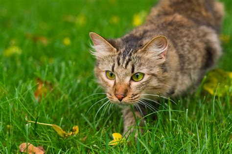 Cats May Not Be As Much Of A Threat To Wildlife As Previously Thought