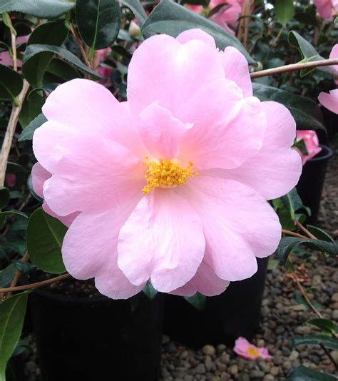 Camellia Japonica Pink Icicle