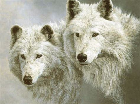 71 Beautiful Wolf Wallpaper On Wallpapersafari