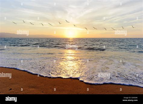 Ocean Sunset Birds A Flock Of Birds Flying Toward The Bright Peaceful