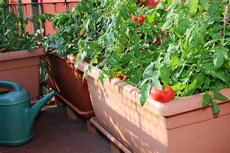 Tips For Watering Tomatoes In Containers Pots Buckets And Baskets