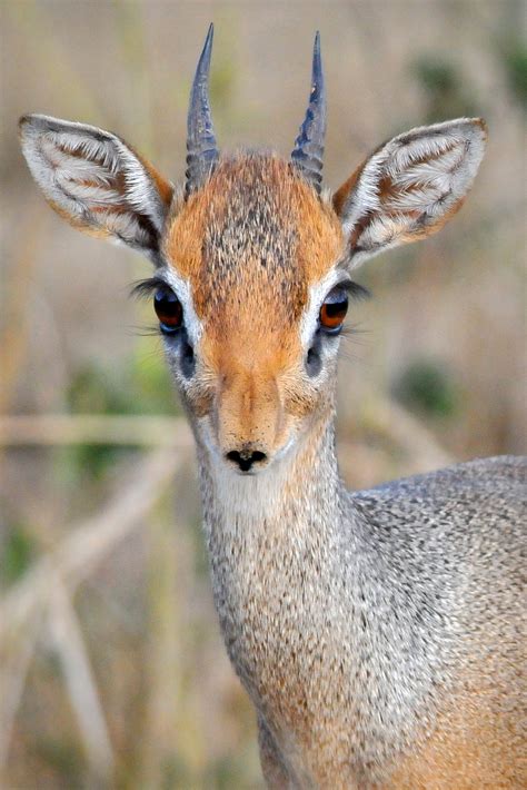 The Creature Feature 10 Fun Facts About The Dik Dik — Mary Bates Phd