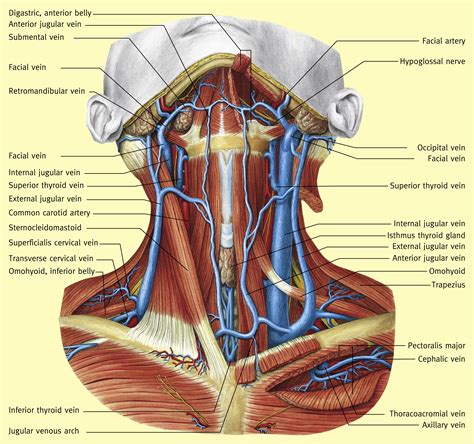 veins-and-arteries-in-neck-symptoms-and-conditions-of-cervical-spine