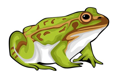 Frog Illustrations Graphic By Graphicrun123 · Creative Fabrica