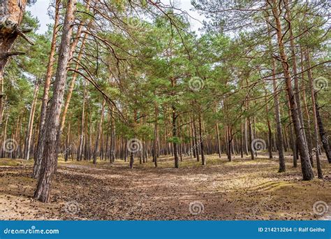 Natural Coniferous Forest As A Habitat For Animals And Plants Stock